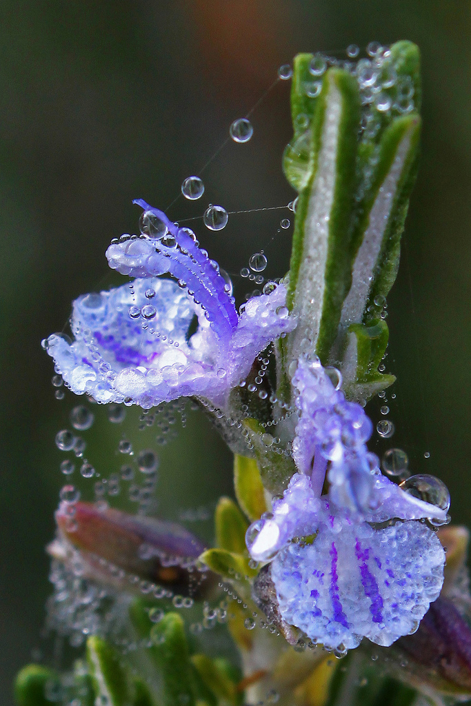Rosemary